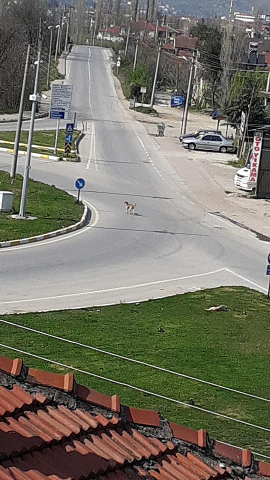 2020/04/1586610969_geyve_yasak_goruntuleri110420_08.jpg