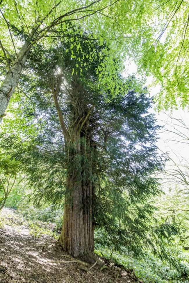 Türkiye'nin en yaşlı porsuk ağacı Zonguldak'ta. 4 bin 115 yıllık olduğu ve Bronz Çağı'nda filizlendiği saptanan anıt ağaç, dünyada da en yaşlı 5 ağaçtan biri.