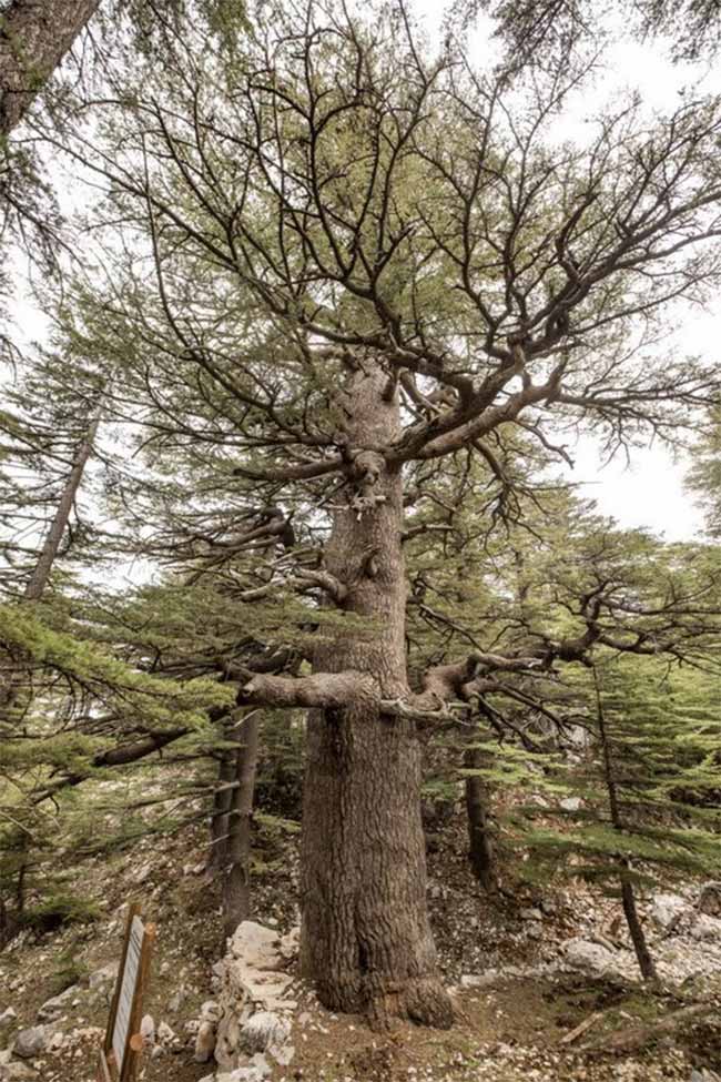 Antalya'nın Kumluca ilçesinde 25 metre boy ve 262 cm gövde çapına sahip 2 bin 327 yaşındaki sedir ambar katranı Türkiye'nin en yaşlı ikinci ağacı.