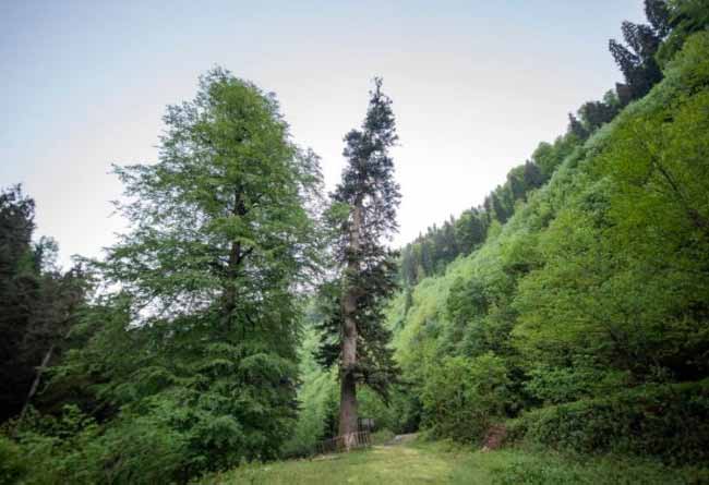 Türkiye'deki anıt ağaçların en yükseği, Gümüşhane Torul ilçesindeki 401 yaşındaki Göknar ağacı. Göknar ağacının boyu 55 metre olarak hesaplandı.