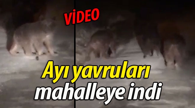 Ayı yavruları mahalleye indi