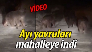 Ayı yavruları mahalleye indi