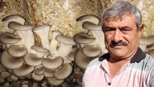 Geyve'de istiridye mantarı üretiyor