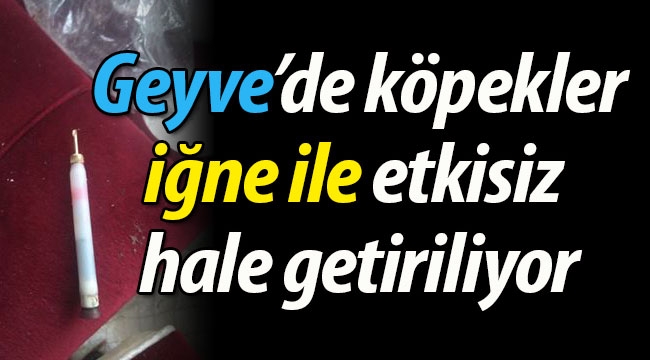 Geyve'de köpekler etkisiz hale getiriliyor! 