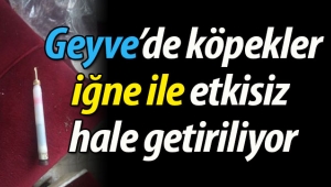 Geyve'de köpekler etkisiz hale getiriliyor! 