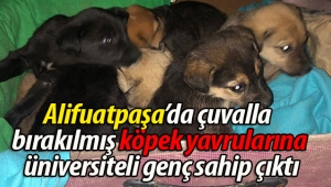 Sokağa bırakılmış yavru köpeklere sahip çıktı