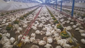 Tam 27 bin tavuk bu yüzden telef oldu! 