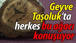 Geyve Taşoluk'ta herkes bu ağacı konuşuyor
