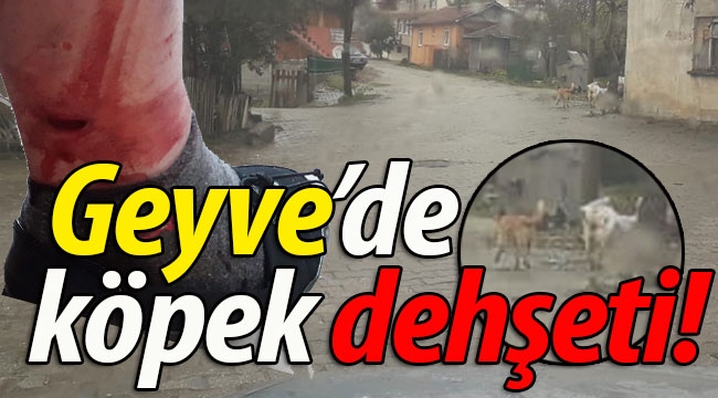 Geyve'de köpek dehşeti! 