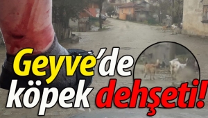 Geyve'de köpek dehşeti! 