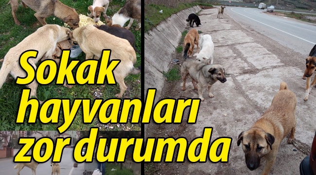 Sokak hayvanları zor durumda