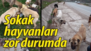 Sokak hayvanları zor durumda