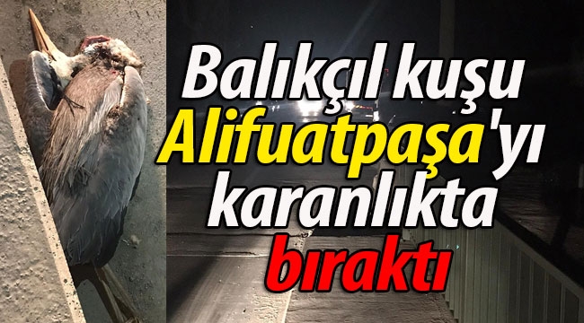 Balıkçıl kuşu Alifuatpaşa'yı karanlıkta bıraktı