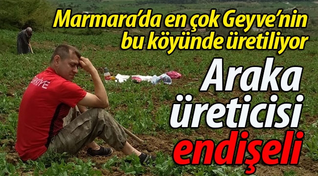 Geyve'de araka üreticisi endişeli