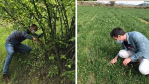 Geyve'de hububat ve fındık üreticilerini sevindiren haber