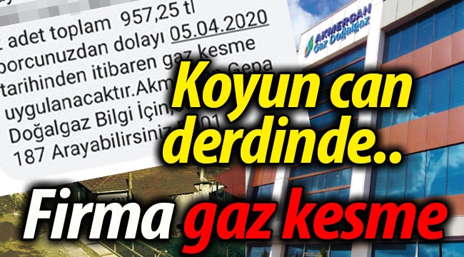 "Koyun can derdinde, firma gaz kesme derdinde.."