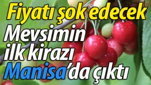 ŞOK FİYAT! Mevsimin ilk kirazı Manisa'da çıktı