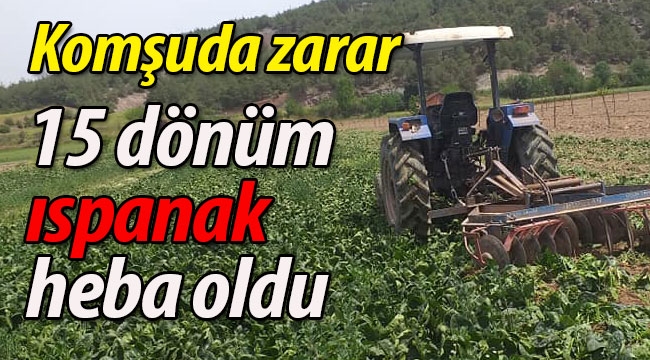  15 dönüm ekili ıspanak heba oldu!