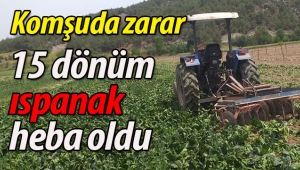  15 dönüm ekili ıspanak heba oldu!