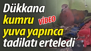 Dükkanına kumru yuva yapınca tadilatı erteledi