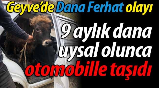 Geyve'de 9 aylık dana otomobille taşındı