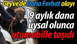 Geyve'de 9 aylık dana otomobille taşındı