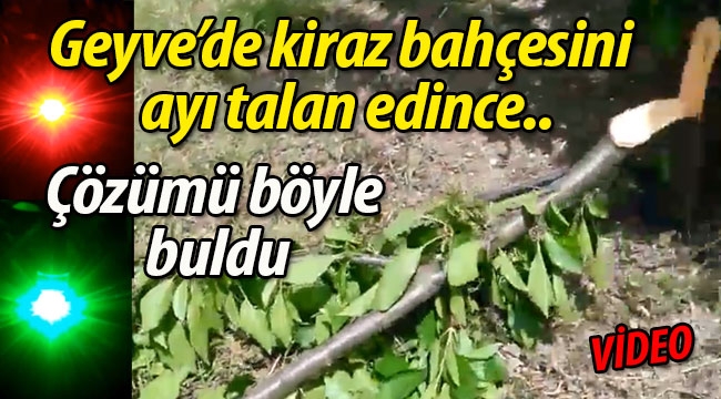 Geyve'de ayı kiraz bahçesini talan edince, çareyi böyle buldu