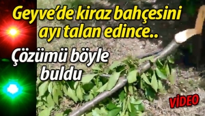 Geyve'de ayı kiraz bahçesini talan edince, çareyi böyle buldu