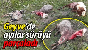 Geyve'de ayılar sürüyü parçaladı