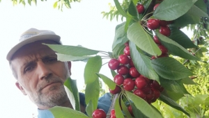 Geyve'de kiraz hasadı başladı