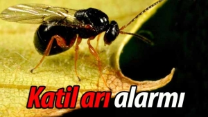 Katil Arı alarmı!