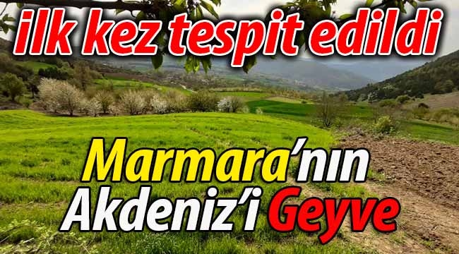 Marmara'nın Akdeniz'i Geyve.. İlk kez tespit edildi