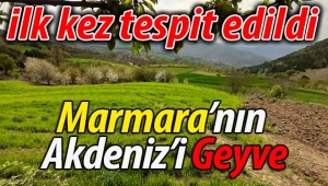 Marmara'nın Akdeniz'i Geyve.. İlk kez tespit edildi