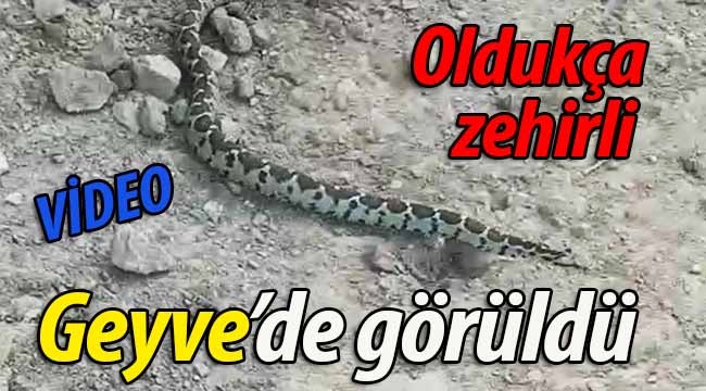 Oldukça zehirli.. Geyve'de görüldü