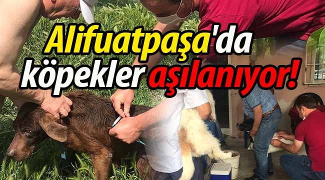 Geyve Alifuatpaşa'da köpekler aşılanıyor! 