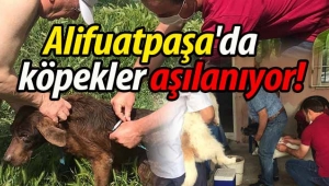 Geyve Alifuatpaşa'da köpekler aşılanıyor!