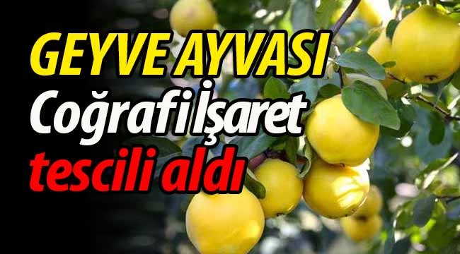 "Geyve Ayvası"Coğrafi İşaret' belgesi aldı