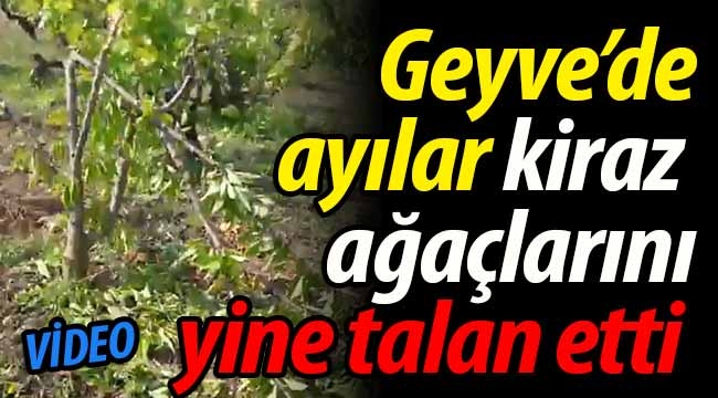 Geyve'de ayılar, kiraz bahçesini yine talan etti