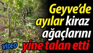 Geyve'de ayılar, kiraz bahçesini yine talan etti