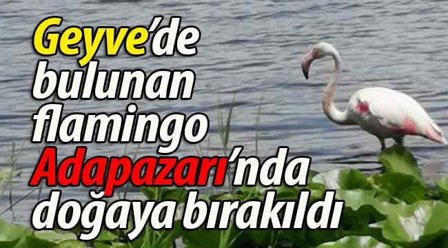 Geyve'de bulunan flamingo doğaya bırakıldı