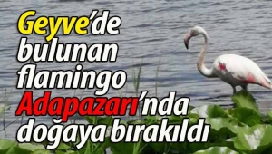 Geyve'de bulunan flamingo doğaya bırakıldı