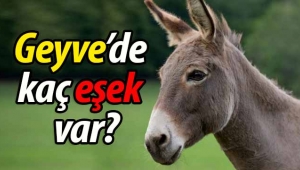 Geyve'de kaç eşek var?