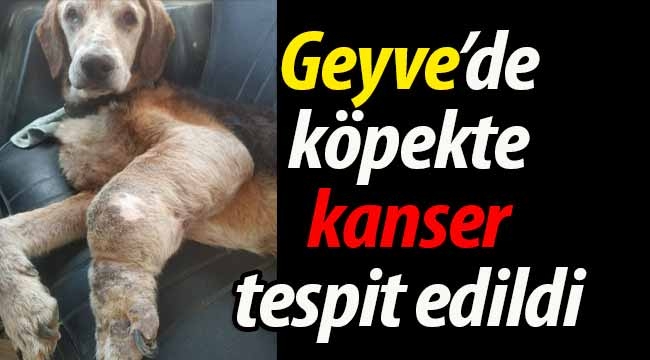 Geyve'de yaşayan köpekte kanser tespit edildi