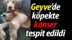 Geyve'de yaşayan köpekte kanser tespit edildi
