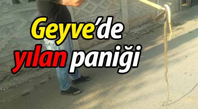 Geyve'de yılan paniği