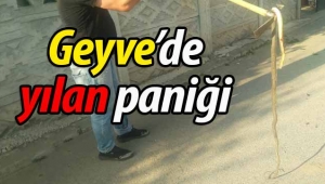 Geyve'de yılan paniği