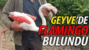 Geyve Kamışlı'da flamingo bulundu