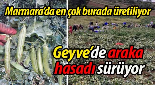 Geyve Karacaören'de araka hasadı devam ediyor