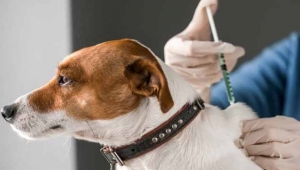 Köpek sahiplerinin DİKKATİNE!