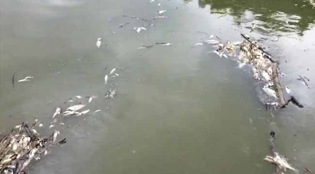 Sakarya Nehri'ndeki balık ölümleri için uyardılar